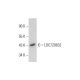 LOC729632 Antibody (G-4) - Western Blotting - Image 331146
