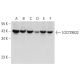LOC729632 Antibody (G-4) - Western Blotting - Image 331147 