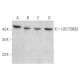 LOC729632 Antibody (G-4) - Western Blotting - Image 369036 