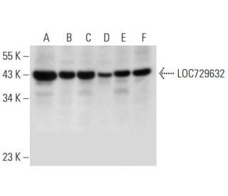 LOC729632 Antibody (G-9) - Western Blotting - Image 331145 
