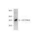 LOC729632 Antibody (G-9) - Western Blotting - Image 331144