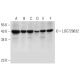LOC729632 Antibody (G-9) - Western Blotting - Image 331145 