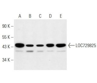 LOC729825 Antibody (A-11) - Western Blotting - Image 290905 