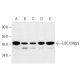 LOC729825 Antibody (A-11) - Western Blotting - Image 290905 
