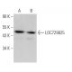 LOC729825 Antibody (A-11) - Western Blotting - Image 370121 