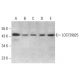 LOC729825 Antibody (A-11) - Western Blotting - Image 377453