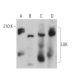 LOK Antibody (D-6) - Western Blotting - Image 367567