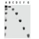 Low Range Markers: sc-2360. SDS-PAGE analysis of Low Range Markers, showing total marker panel (A), and individual 97 kDa