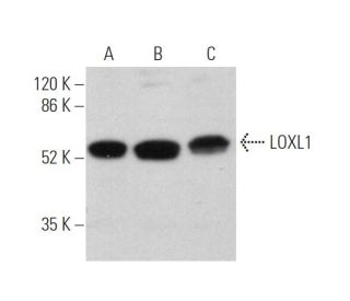 LOXL1 Antibody (H-11) - Western Blotting - Image 374379 