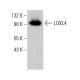 LOXL4 Antibody (D-11) - Western Blotting - Image 375445