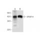 LPAAT-θ Antibody (G-3) - Western Blotting - Image 317962 