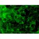 LPL Antibody (5D2) - Immunofluorescence - Image 145262