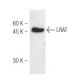 LRAT Antibody (M34-P1F10) - Western Blotting - Image 47838 