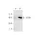 LRCH4 Antibody (D-9) - Western Blotting - Image 66911