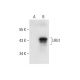 LRG1 Antibody (C-5) - Western Blotting - Image 303866 