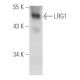LRG1 Antibody (C-5) - Western Blotting - Image 388996