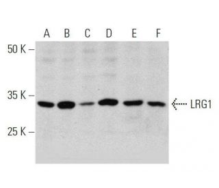 LRG1 Antibody (C-8) - Western Blotting - Image 359420 
