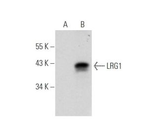 LRG1 Antibody (H-8) - Western Blotting - Image 319528 