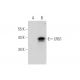 LRG1 Antibody (H-8) - Western Blotting - Image 319528 