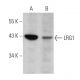 LRG1 Antibody (H-8) - Western Blotting - Image 360637