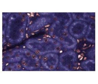LRP Antibody (42) - Immunofluorescence - Image 60633 