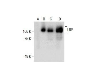 LRP Antibody (E-2) - Western Blotting - Image 286142
