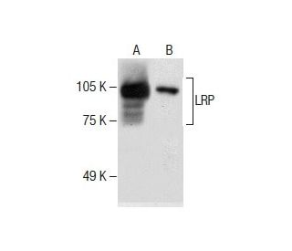 LRP Antibody (F-7) - Western Blotting - Image 286760