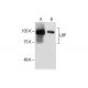 LRP Antibody (F-7) - Western Blotting - Image 286760