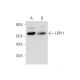 LRP11 Antibody (D-1) - Western Blotting - Image 326530 
