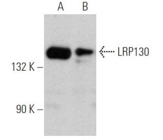 LRP130 Antibody (E-12) - Western Blotting - Image 362283 