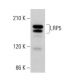 LRP5 Antibody (F-11) - Western Blotting - Image 379995 