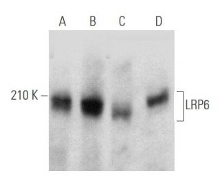 LRP6 Antibody (C-10) - Western Blotting - Image 356566 