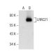 LRRC21 Antibody (F-10) - Western Blotting - Image 155821