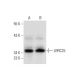LRRC25 Antibody (E-7) - Western Blotting - Image 318375 