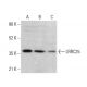 LRRC25 Antibody (E-7) - Western Blotting - Image 385247