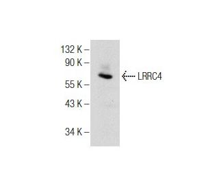 LRRC4 Antibody (C-11) - Western Blotting - Image 155681 