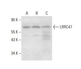 LRRC47 Antibody (F-9) - Western Blotting - Image 304523