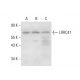 LRRC47 Antibody (F-9) - Western Blotting - Image 304523