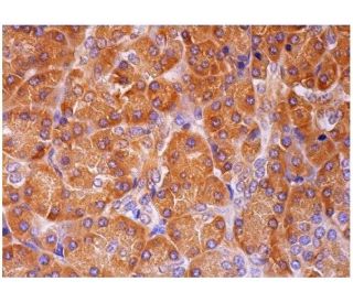 LRRC48 Antibody (H-5) - Immunohistochemistry - Image 294026 