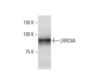 LRRC8A Antibody (8H9) - Western Blotting - Image 352199 