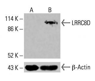 LRRC8D Antibody (A-12) - Western Blotting - Image 415870