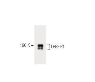 LRRFIP1 Antibody (32) - Western Blotting - Image 60300 