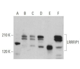 LRRFIP1 Antibody (C-3) - Western Blotting - Image 359056 