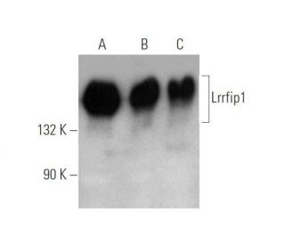 Lrrfip1 Antibody (G-3) - Western Blotting - Image 351714 