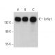 Lrrfip1 Antibody (G-3) - Western Blotting - Image 382111