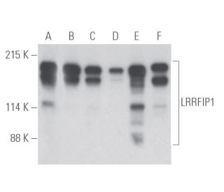 LRRFIP1 Antibody (G-4) - Western Blotting - Image 398108 