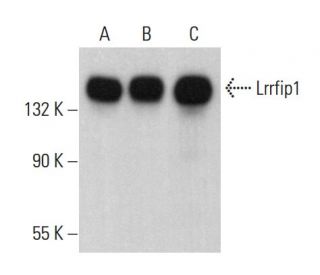 Lrrfip1 Antibody (G-3) - Western Blotting - Image 382111