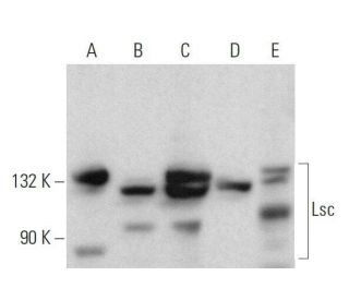 Lsc Antibody (E-6) - Western Blotting - Image 359182 