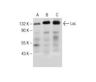 Lsc Antibody (G-7) - Western Blotting - Image 151001 
