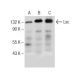 Lsc Antibody (G-7) - Western Blotting - Image 151001 